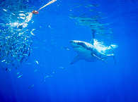 Weißer Hai vor Guadalupe 