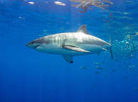Tauchen mit Haien ·  Tauchreisen Mexiko 