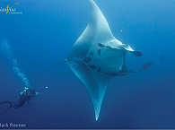 Tauchen mit Riesenmantas an Socorro · Tauchsafaris Mexiko 