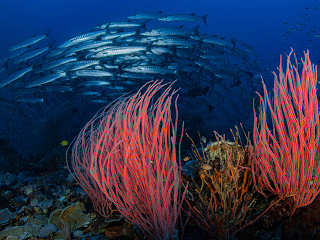 Tauchen in der Milne Bay 