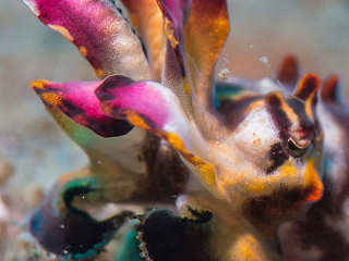 Flamboyant Cuttlefish – Minahasa Lagoon 