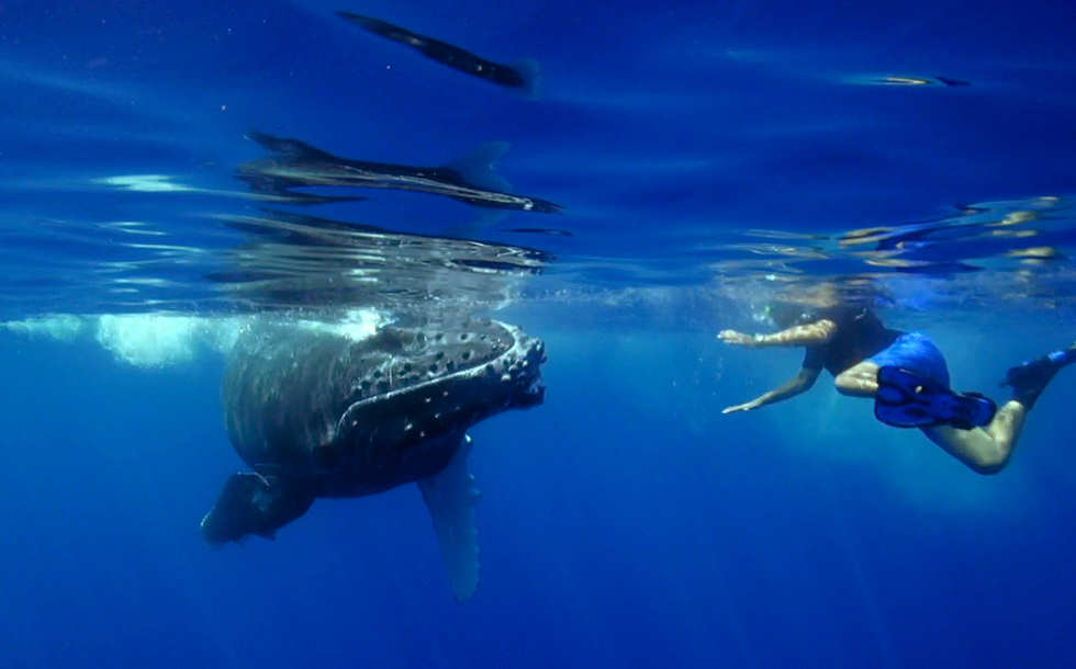 Schwimmen mit Buckelwalen · Tauchen Polynesien 