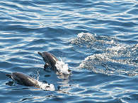 Tauchen mit Alors Delfinen in der Pantar Strait 