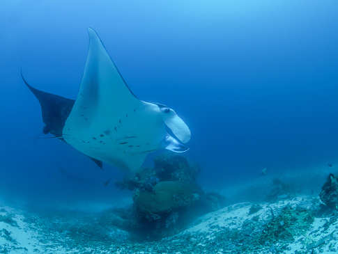 Tauchen mit Mantas in Raja Ampat, Indonesien 