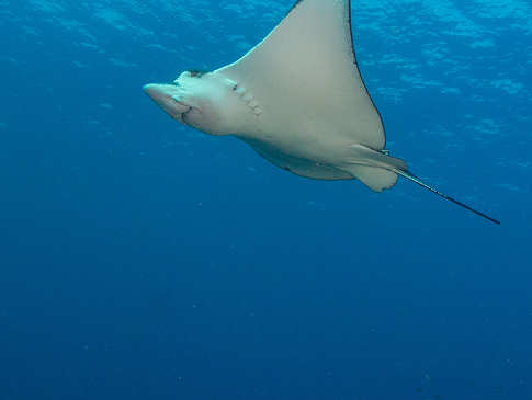 Tauchen mit Mantas · Indonesien 