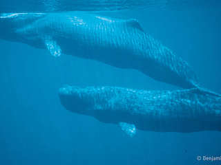 Tauchen mit Blauwale in der Pantar Strait 