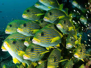 Tauchen in Raja Ampat & West Papua 