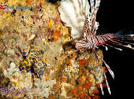 Muck Diving- und Critter-Paradies 