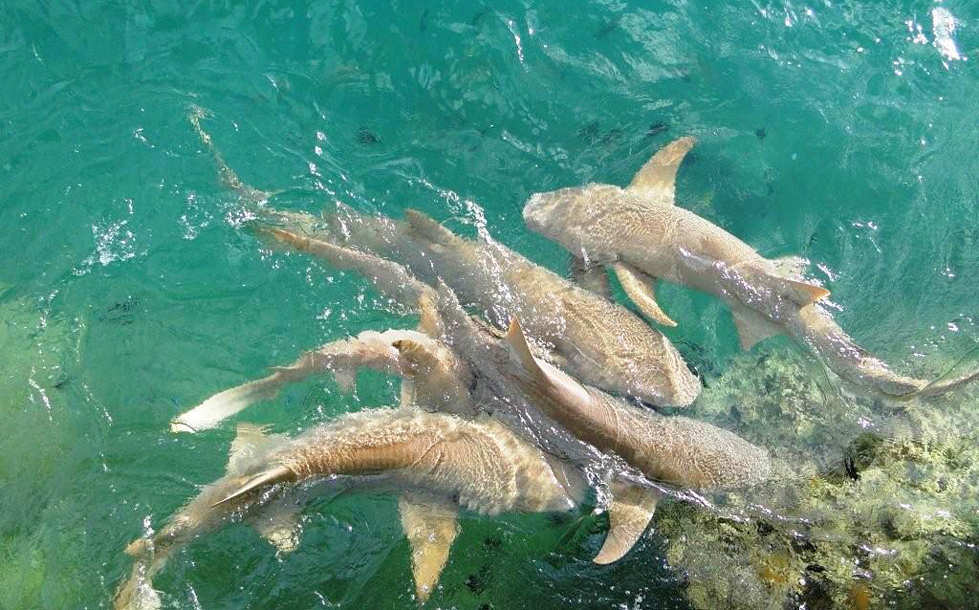 Tauchen auf Moorea 