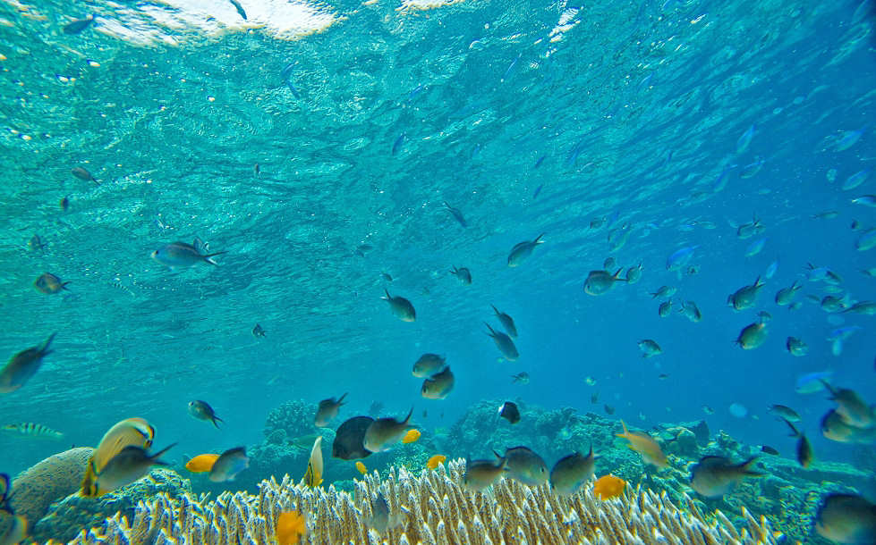Tauchen an Morotai · Halmahera, Nordmolukken 