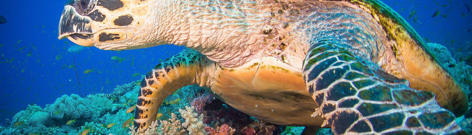 Tauchen mit Schildkröten im Schutzgebiet von Apo Island  