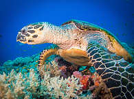 Tauchen mit Schildkröten im Schutzgebiet von Apo Island  