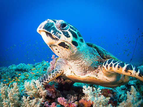Tauchen mit Schildkröten vor Negros – Philippinen 