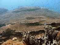Korallen vor Negros