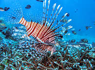 Tauchen um Negros und Apo Island 