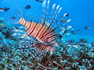 Tauchen um Negros und Apo Island 