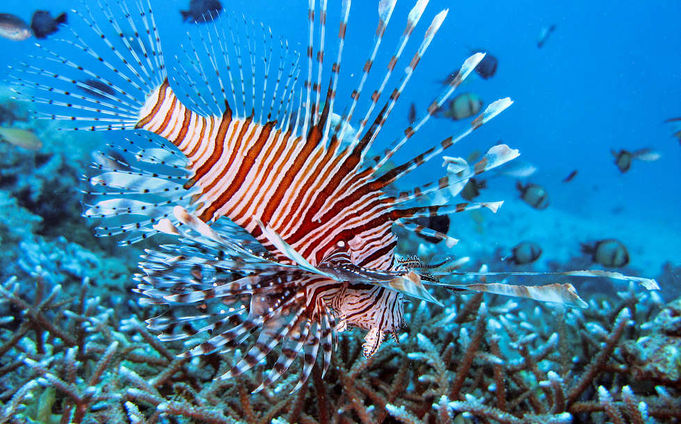 Tauchen um Negros und Apo Island 