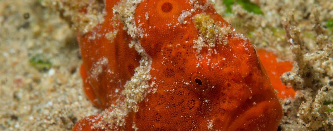 Tauchen in Sulawesi – Sea Souls Diving Tauchbasis, Indonesien 