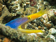 Geistermuräne – Lembeh Strait 
