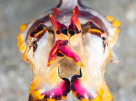 Tauchen in Nordsulawesi, Indonesien 