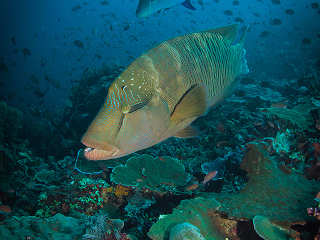 Napoleon-Lippfische an Padar Island · Tauchen Komodo 