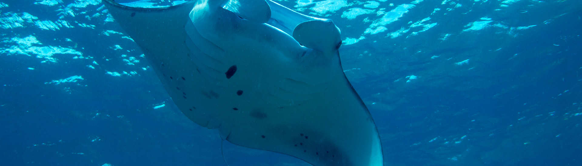 Manta 