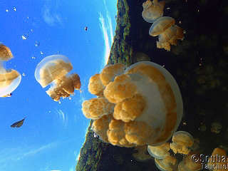 Jelly Lake Palau 