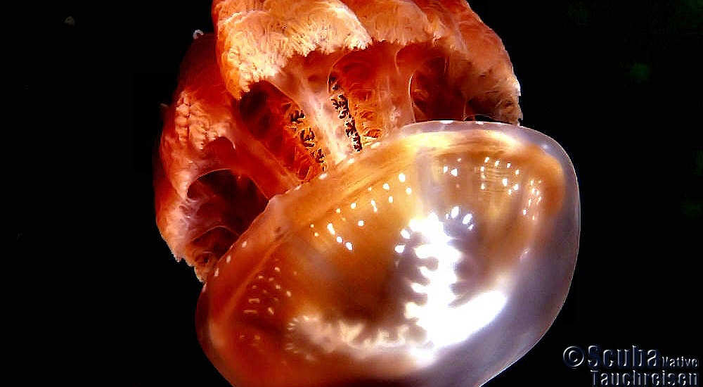 Jelly Fish – Palau 