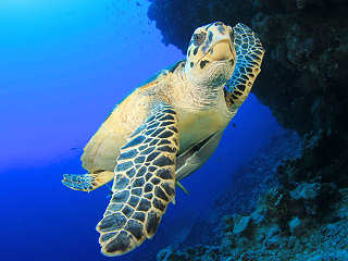 Schildkröte – Palau 