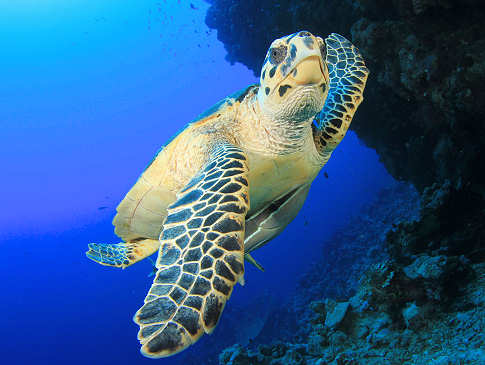 Schildkröte – Palau 