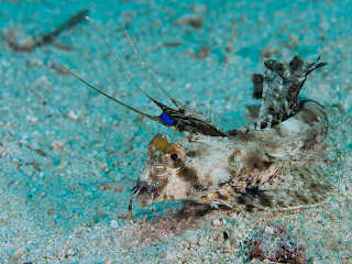 Seemotte (Flügelrossfisch) · Tauchen in Bohol, Pamilacan 