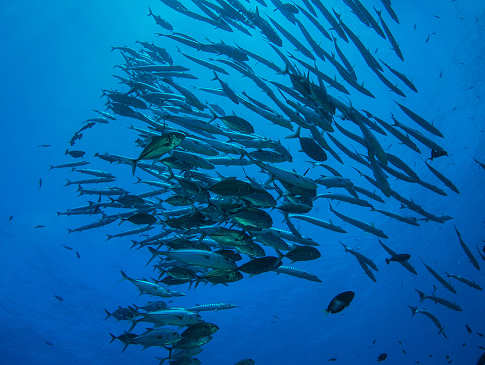 Barakudas und Großaugen Makrelen – Kimbe Bay 