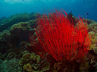 Peitschenkoralle in der Kimbe Bay – Papua Neuguinea 