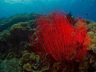 Peitschenkoralle in der Kimbe Bay – Papua Neuguinea 