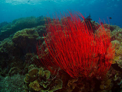 Peitschenkoralle in der Kimbe Bay – Papua Neuguinea 