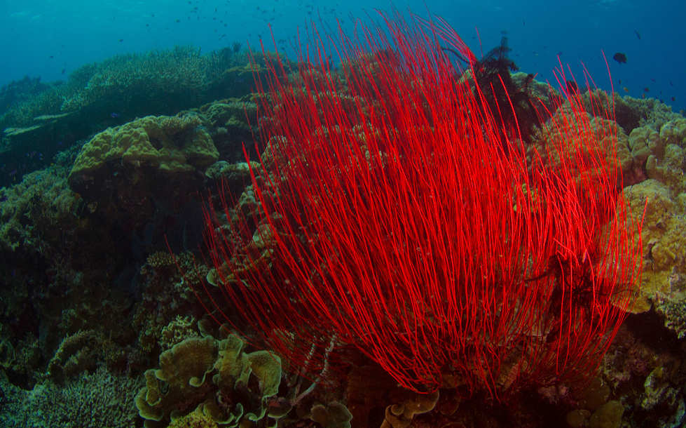 Peitschenkoralle in der Kimbe Bay – Papua Neuguinea 