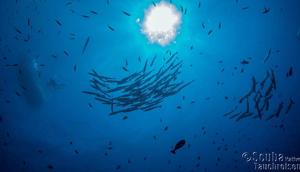 Barakuda Schwarm – Kimbe Bay, Papua Neuguinea 