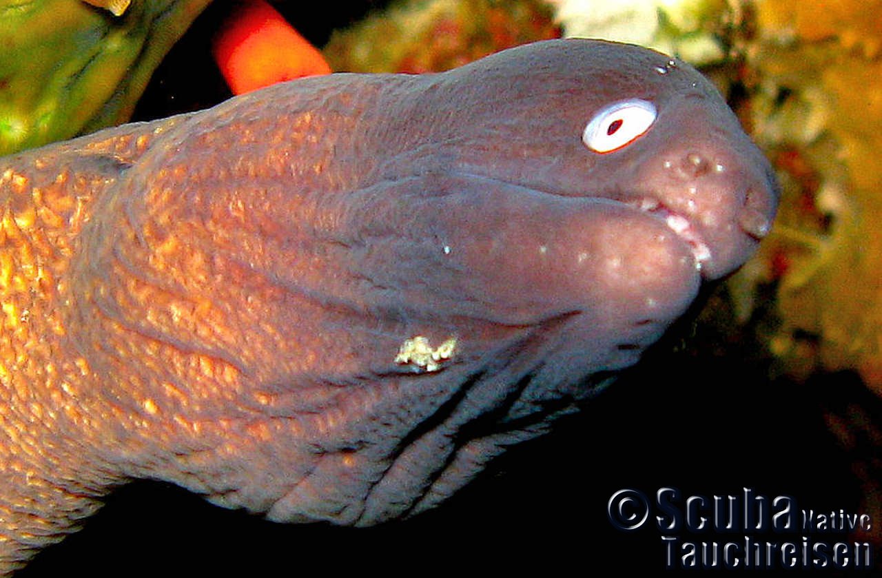 Tauchreisen Cebu | Malapascua, Native Scuba Philippinen und Tauchen