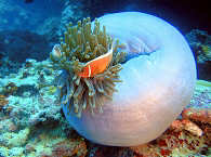 Anemonenfisch · Tauchen Philippinen  