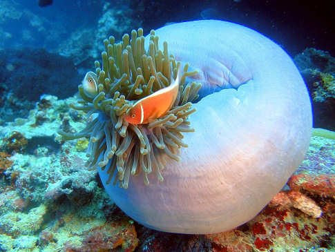 Anemonenfisch · Tauchen Philippinen  