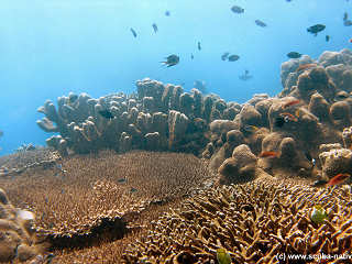 Tolle Korallengärten auf den Philippinen  