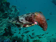 Tintenfisch vor Bangka 