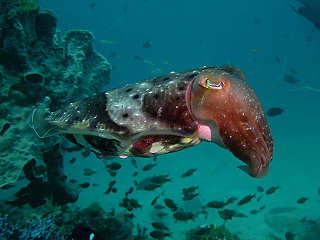 Tintenfisch vor Bangka 