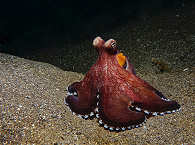 Coconut Octopus (Amphioctopus marginatus) 