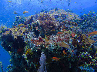 Korallengarten beim Tauchen in Sulawesi 