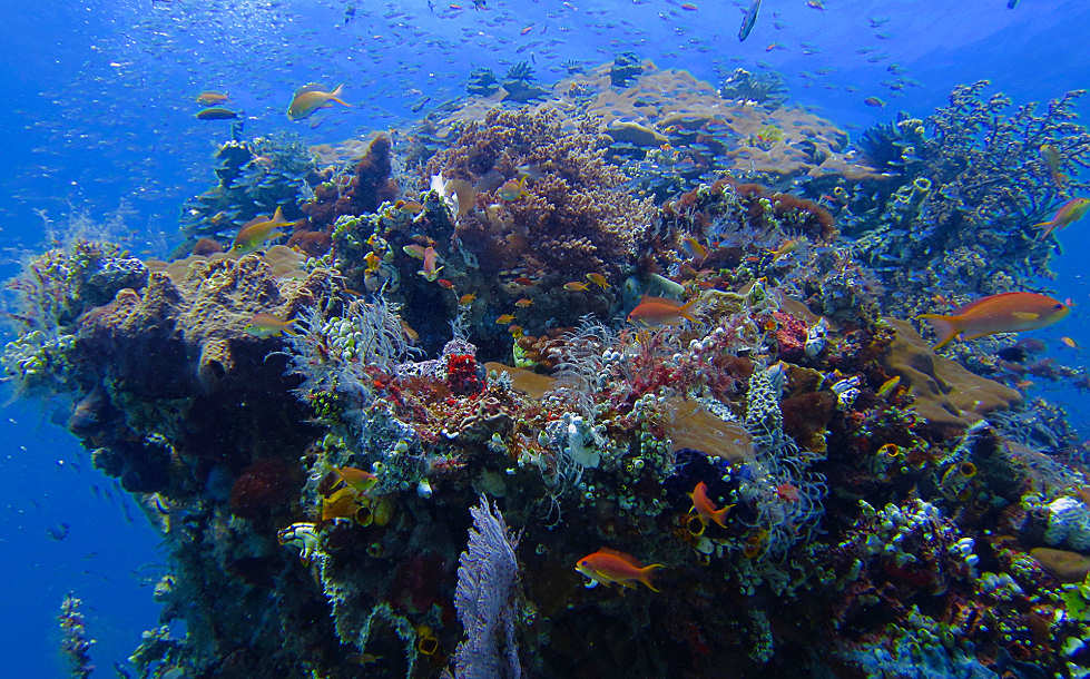 Korallengarten beim Tauchen in Sulawesi 