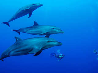 Tauchen mit Delfinen 