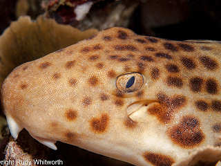 Tauchen mit Papua Paradise Divers 