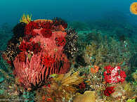 Korallen – Raja Ampat 