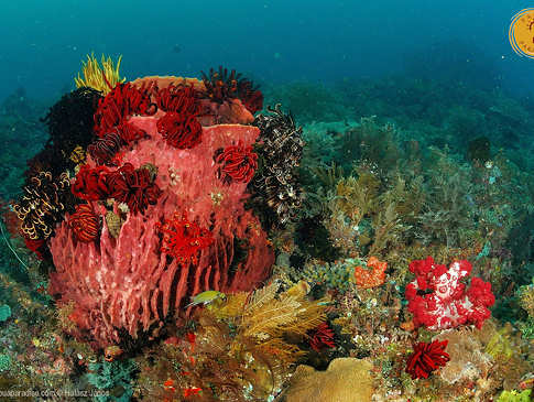 Korallen – Raja Ampat 